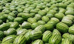 吃西瓜是瓜花还是瓜巴好吃,瓜花与瓜巴，谁才是美味佳肴？