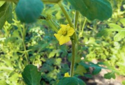 清澈吃瓜,揭秘吃瓜群众的趣味生活