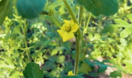 清澈吃瓜,揭秘吃瓜群众的趣味生活