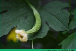 人流吃瓜,揭秘热门话题背后的热议焦点