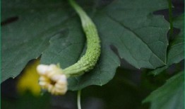 人流吃瓜,揭秘热门话题背后的热议焦点