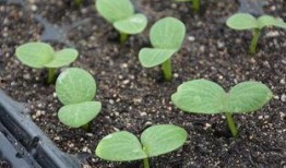 籽瓜里长芽是否吃,揭秘芽苗菜新宠