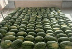 兰州校园吃瓜,揭秘校园美食文化盛宴