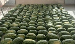 兰州校园吃瓜,揭秘校园美食文化盛宴