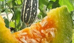 清澈吃瓜,揭秘吃瓜群众的趣味生活