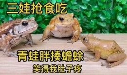 娱乐吃瓜大蛤蟆,揭秘娱乐圈幕后趣闻