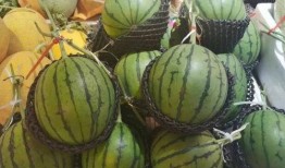 新泽西吃瓜,瓜田里的欢乐时光