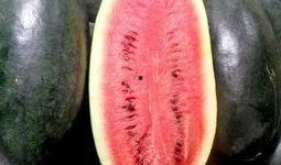 天津吃瓜哪里最好,天津吃瓜圣地大盘点