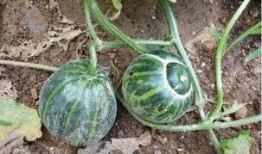 老阿姨默默吃瓜,揭秘娱乐圈幕后真相