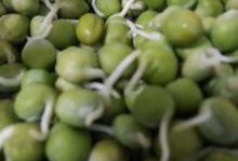 籽瓜里长芽是否吃,揭秘芽苗菜新宠