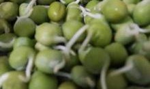 籽瓜里长芽是否吃,揭秘芽苗菜新宠