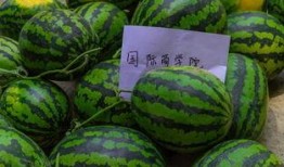 大学课堂吃瓜,瓜田李下，笑谈风云录