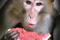 大圣吃瓜最新视频,揭秘娱乐圈幕后真相，笑料百出！