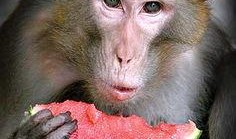 大圣吃瓜最新视频,揭秘娱乐圈幕后真相，笑料百出！