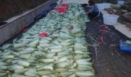 凤阳吃瓜视频,揭秘乡村生活趣味瞬间