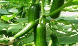 喝酒吃瓜解渴吗,解渴还是添乱？揭秘饮酒与解渴的真相