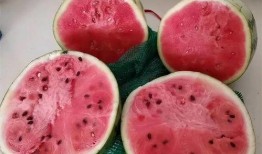 这个季节可以吃麒麟瓜,夏季消暑佳品推荐”