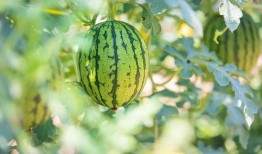 天津吃瓜哪里最好,天津吃瓜圣地大盘点