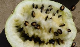 籽瓜里长芽是否吃,揭秘芽苗菜新宠