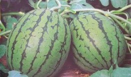 隔天的瓜可以吃吗,隔夜瓜果安全食用指南