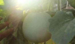 只吃瓜不修行,揭秘只吃瓜不修行的独特人生