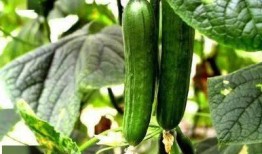 铁根吃瓜,揭秘娱乐圈的幕后故事