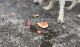 狗儿可以吃瓜吗,瓜类水果在狗狗饮食中的适宜性解析