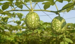 吊瓜是怎么吃的,探索吊瓜的美味之旅