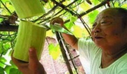 砍瓜多长可以吃,揭秘最佳食用长度