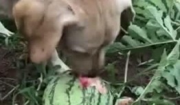 狗儿可以吃瓜吗,瓜类水果在狗狗饮食中的适宜性解析