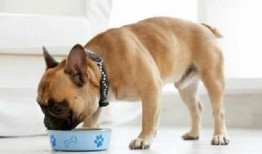 狗子可以吃白瓜吗吗