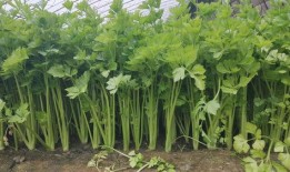 瓜菜打农药几天才可以吃