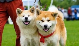 秋田犬可以吃网纹瓜吗,网纹瓜的适宜性探讨