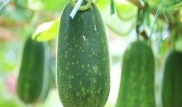 错过吃瓜消息,揭秘那些被遗忘的瓜界风云