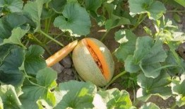 欢欢童年吃哈密瓜,欢欢与甜蜜哈密瓜的故事