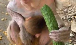 猴妹吃瓜,揭秘娱乐圈那些不为人知的幕后故事