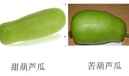 吃瓜有苦味,探寻夏日消暑美食的奇妙口感