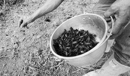 哥伦比亚人吃瓜,品味南美风情