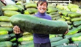群众吃的什么瓜,探寻群众餐桌上的甜蜜时光