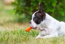 小狗吃方瓜好吗怎么吃,美味与健康的完美结合