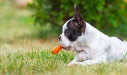 小狗吃方瓜好吗怎么吃,美味与健康的完美结合