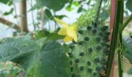 火星吃瓜三观,揭秘宇宙中的独特三观现象