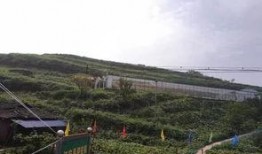 寿光 吃瓜 群众事件,一场群众自发的网络狂欢