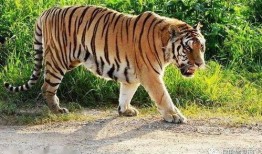 吃瓜国服老虎,揭秘老虎的神秘世界