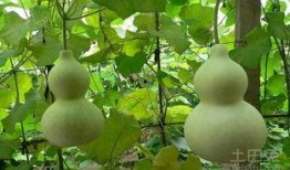 怀孕吃葫芦瓜,营养美味两不误的孕期食谱推荐