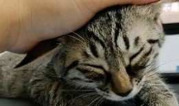 一只吃瓜崽,揭秘瓜界萌宝的成长故事