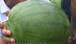 吃瓜挑瓜看瓜,吃瓜挑瓜看瓜，轻松掌握瓜事全貌