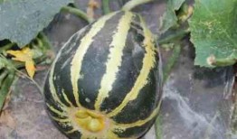 冰糖吃瓜视频,揭秘娱乐圈幕后真相