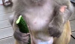 猴妹吃瓜,揭秘娱乐圈那些不为人知的幕后故事