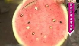 山东捎瓜怎么吃,捎瓜的多样吃法探索